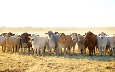 Northern Livestock Service